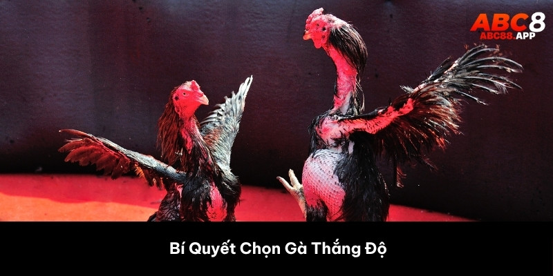 Top 10 Loại Vảy Gà Hay Nhất – Bí Quyết Chọn Gà Thắng Độ