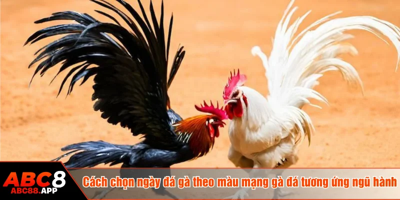Cách chọn ngày đá gà theo màu mạng gà đá tương ứng ngũ hành