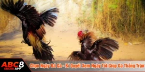 chọn ngày đá gà