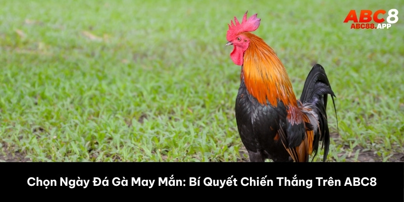 chọn ngày đá gà