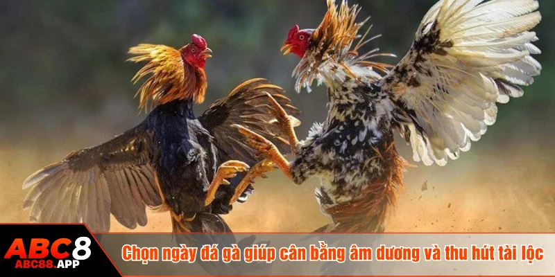 Chọn ngày đá gà giúp cân bằng âm dương và thu hút tài lộc