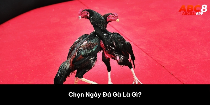 Chọn Ngày Đá Gà Là Gì?
