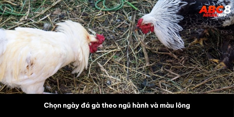 Chọn ngày chơi đá gà theo ngũ hành và màu lông
