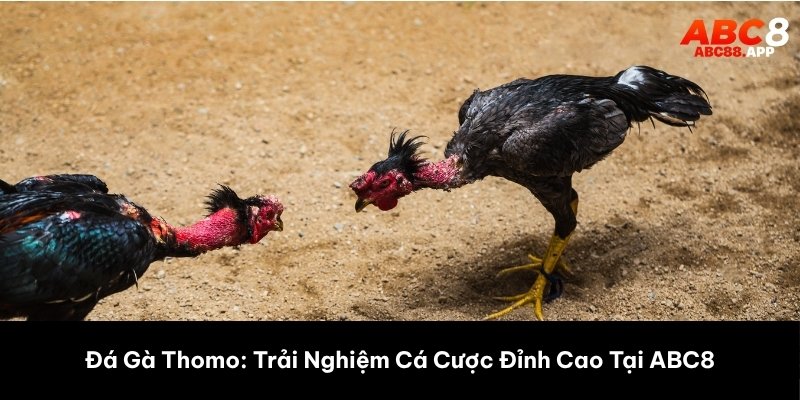 đá gà thomo