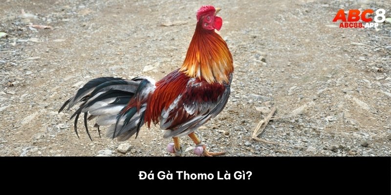 Tìm hiểu khái niệm đá gà thomo là gì?
