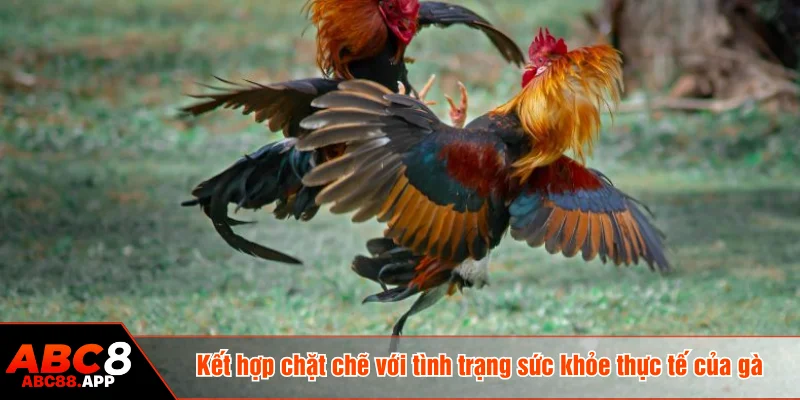 Kết hợp chặt chẽ với tình trạng sức khỏe thực tế của gà