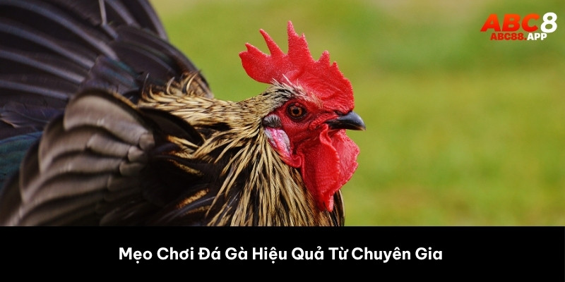 Mẹo Chơi Đá Gà Hiệu Quả Từ Chuyên Gia