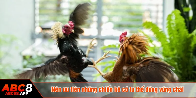Nên ưu tiên những chiến kê có tư thế đứng vững chãi