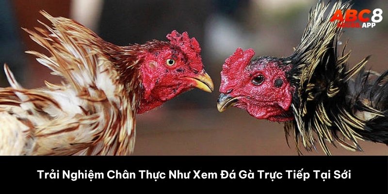 Trải Nghiệm Chân Thực Như Xem Đá Gà Trực Tiếp Tại Sới