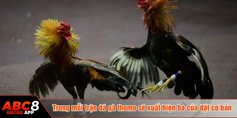Trong mỗi trận đá gà thomo sẽ xuất hiện ba cửa đặt cơ bản