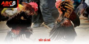 Vảy gà đá nhận biết chiến kê bách chiến bách thắng tại ABC8