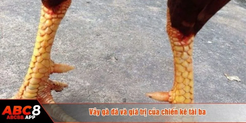 Vảy gà đá là dụng cụ được gắn vào chân gà chiến để tăng sức mạnh