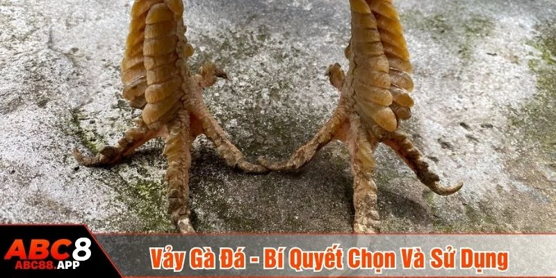 Vảy gà đá