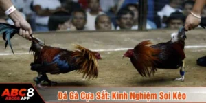 Đá gà cựa sắt