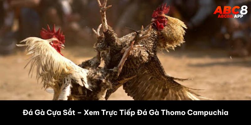 đá gà cựa sắt