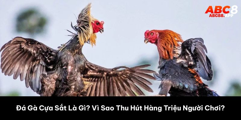 Đá Gà Cựa Sắt Là Gì? Vì Sao Thu Hút Hàng Triệu Người Chơi?