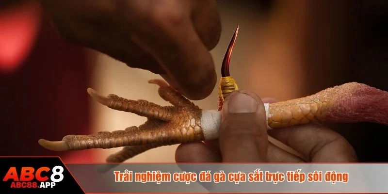 Đá gà cựa sắt là hình thức thi đấu gay cấn