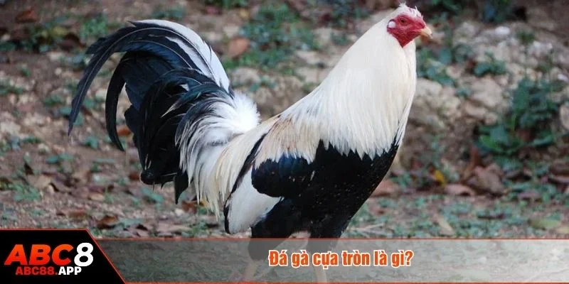 Đá gà cựa tròn được tổ chức gọn gàng và tỷ lệ cược rõ ràng