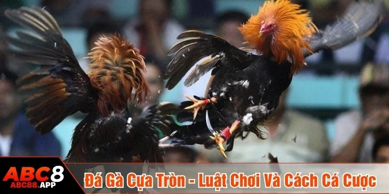 Đá gà cựa tròn