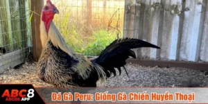 Đá gà Peru