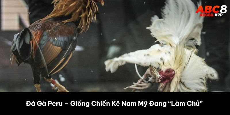 đá gà peru