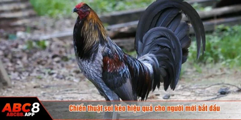 Nghiên cứu kỹ chiến kê trước khi vào kèo