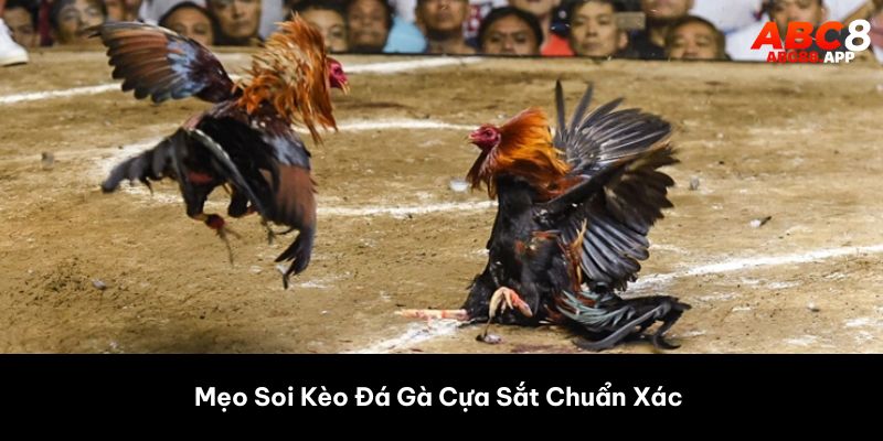 Mẹo Soi Kèo Đá Gà Cựa Sắt Chuẩn Xác