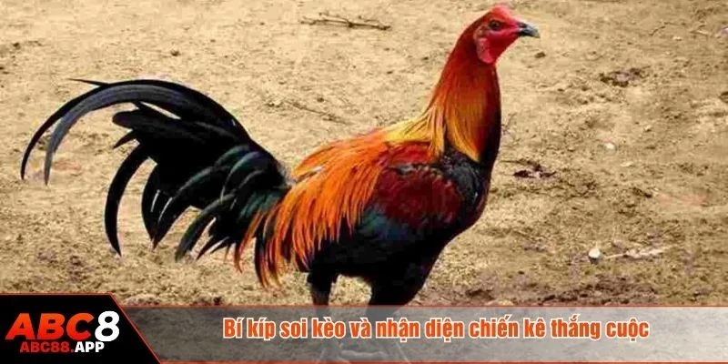 Nên quan sát kỹ vài trận trước khi xuống kèo