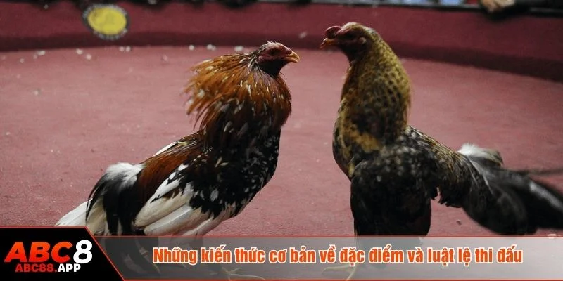 Người chơi cần nắm rõ luật lệ thi đấu