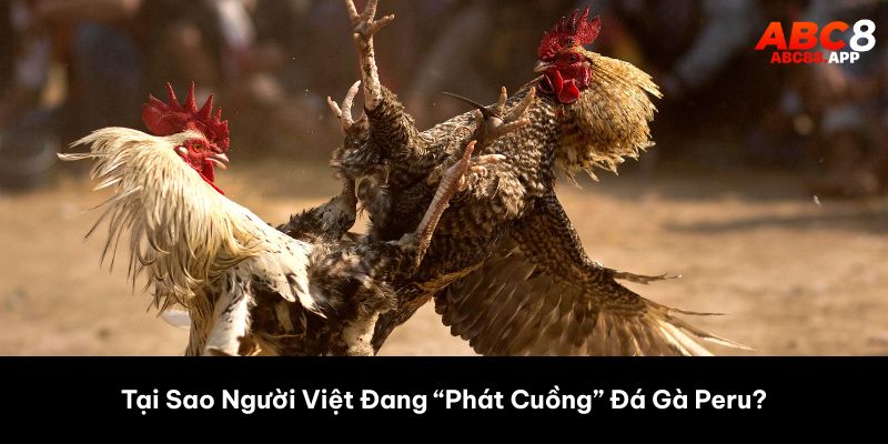 Tại Sao Người Việt Đang “Phát Cuồng” Đá Gà Peru? 