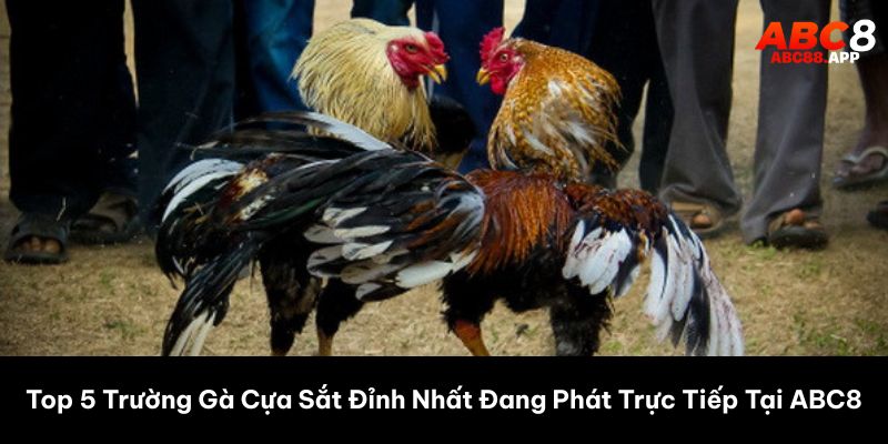 Top 5 Trường Gà Cựa Sắt Đỉnh Nhất Đang Phát Trực Tiếp Tại ABC8
