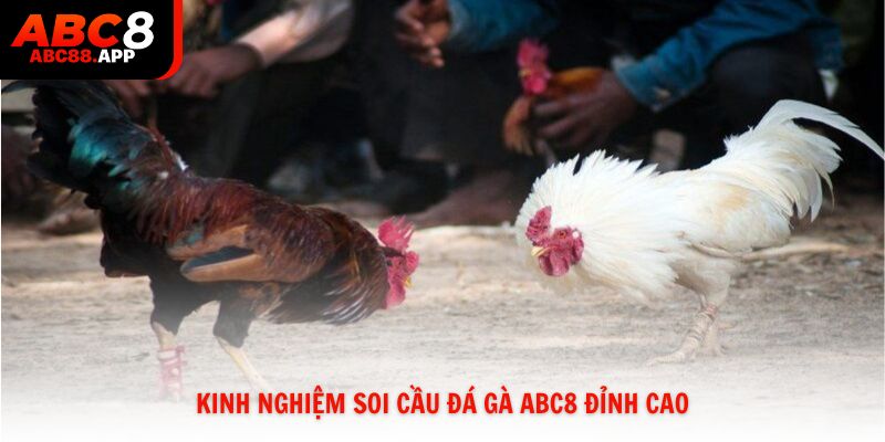 Kinh nghiệm soi cầu đá gà ABC8 đỉnh cao