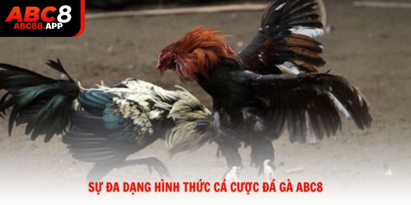 Sự đa dạng hình thức cá cược đá gà ABC8