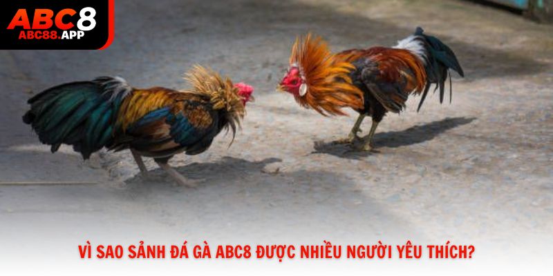Vì sao sảnh đá gà ABC8 được nhiều người yêu thích?